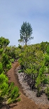 Plants: image 66 Of 208 Thumb